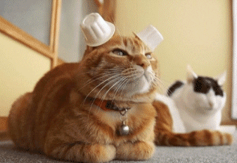 _images/pounce.gif